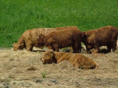 Scottish Highland Cattle